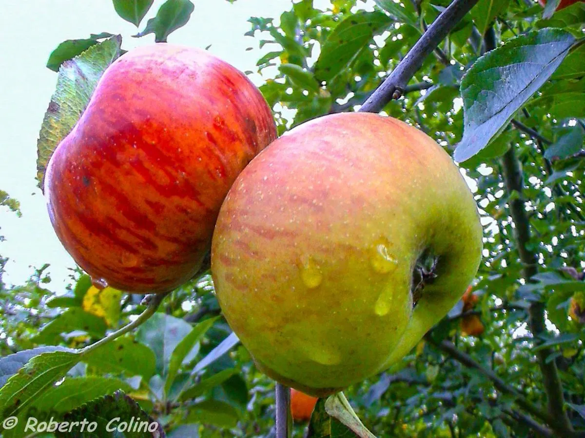 Artesoro Baserria San Pedro de Galdames 0*,  Spain