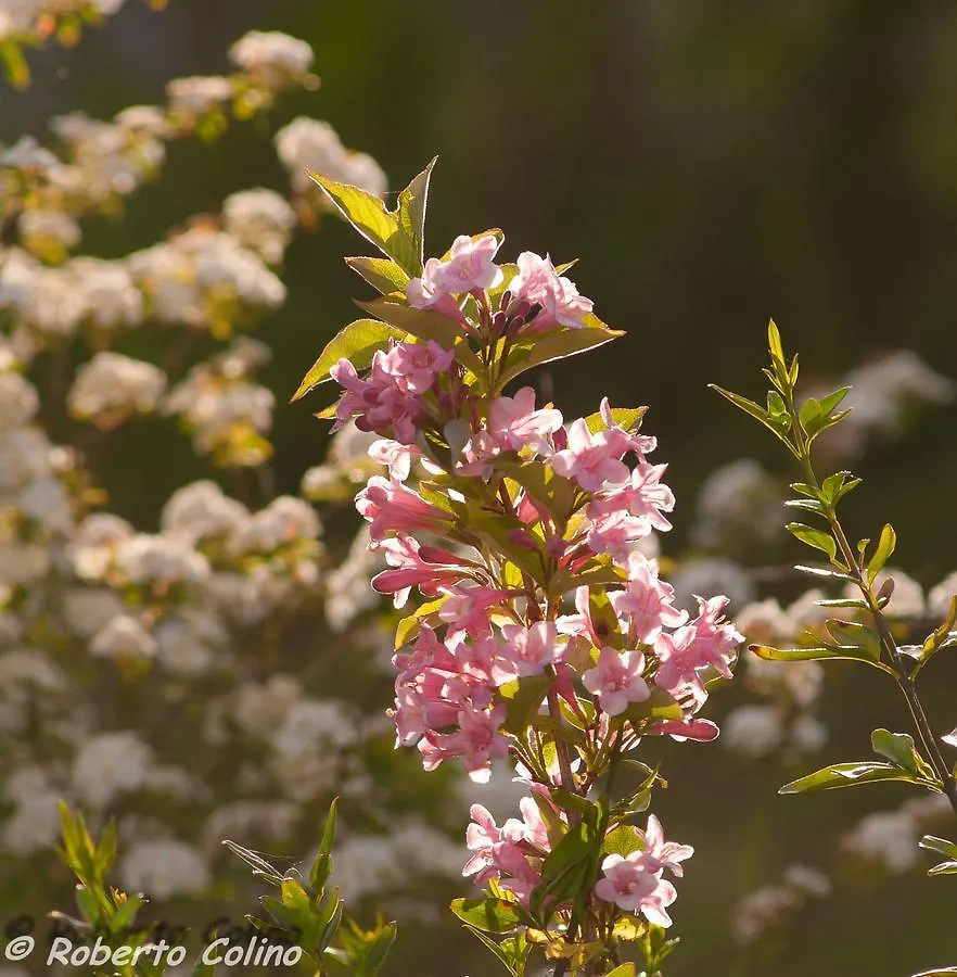 Artesoro Baserria San Pedro de Galdames Spain